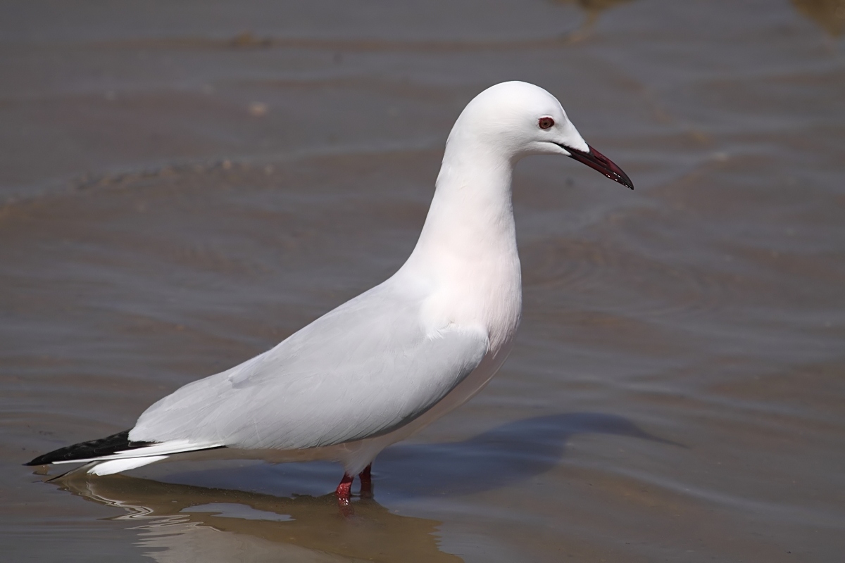 Gabbiani rosei - Chroicocephalus genei